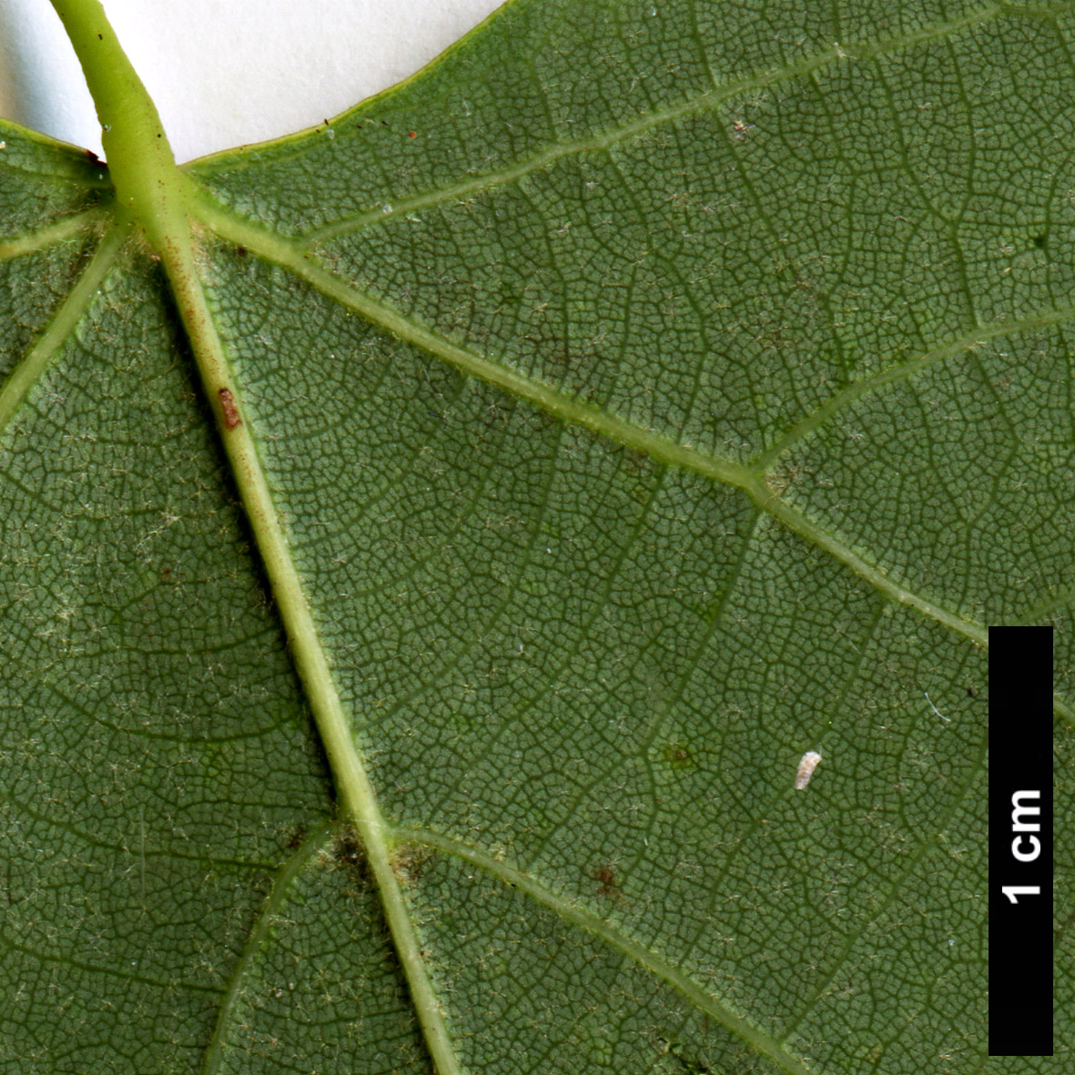 High resolution image: Family: Malvaceae - Genus: Tilia - Taxon: mongolica × T.oliveri 
